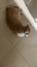 疯狂的主人猫草+6袋小麦种子盆栽无土水培薄荷化去毛球助排毛猫咪零食成幼猫 实拍图