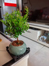 开时果 小叶赤楠盆景摆件 办公室桌面绿植花卉好养盆栽植物源头直发包邮 【热销款】哥窑浸墨盆+苔藓+底座 实拍图
