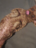 疯狂小狗 宠物狗狗零食磨牙棒幼犬成犬洁齿骨训练 混合口味食品 220g 实拍图