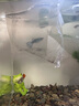 疯狂水草孔雀鱼活体水族宠物观赏鱼冷水耐活小型热带鱼淡水鱼苗 木炭黑孔雀鱼【共6条】 实拍图