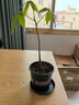 花盆绿植盆栽加厚塑料简约多肉小盆阳台客厅月季玫瑰大号家用花盆 矮款1加仑(口径15cm)1个盆 不带托盘 实拍图
