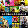 德国少年儿童动物大百科 精装硬壳全彩大开本百科全书 德百什么是什么系列7-14岁小学生自然科普读物一二三四五六年级寒暑假课外阅读书籍 实拍图