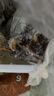 鲜京采 原切牛腱子 4斤 不含腱子芯  炖煮健身 京东自有品牌【真原切】 实拍图