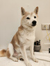 HELLOJOY狗狗零食磨牙棒800g中小型犬成幼犬洁齿骨耐咬骨头磨牙棒混合口味 实拍图