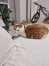 憨憨乐园猫抓板猫窝一体耐磨不屑猫爪窝立式双层瓦楞纸猫窝四季通用窝沙发 实拍图