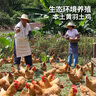 温氏供港农养大公鸡2.8斤 高品质 冷冻土鸡散养走地鸡炒鸡 整鸡 实拍图