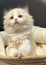 涴喵 布偶猫活体幼猫宠物猫咪活体海双蓝双山猫布偶蓝眼睛长毛仙女猫 宠物级 海双布偶猫 实拍图