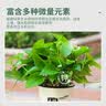 德沃多绿萝专用植物营养液600ml绿植水培盆栽有机花肥料液体肥 实拍图