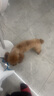福来恩原研药增效滴剂 犬小3支 0.67ml+犬心保S单粒 实拍图