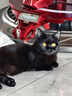 疯狂的主人 猫抓板窝超大号圆形不掉屑耐磨一体猫窝磨爪猫咪玩具 实拍图