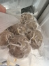 潮兴记 汕头牛肉丸量贩装150g*6包共900g牛肉含量≥95%不含猪肉火锅食材 实拍图