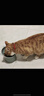 狼孩儿鲜肉磷虾夹心粮猫粮10斤装成猫幼猫英短增肥发腮全阶段全价粮5kg 实拍图