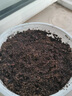 萌萌肉品氏泥炭土丹麦进口多肉营养土花土纯泥炭草炭养花基质疏松 纯泥炭0-10毫米18斤 实拍图