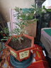 开时果 九里香盆栽树苗老桩 水培植物阳台桌面花卉绿植盆景源头直发包邮 【约30-40cm】单杆九里香+原土发货 （加享 营养肥料） 实拍图