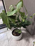 香水柠檬树苗水果盆栽可食用驱蚊浓香好养阳台四季花卉室内绿植物 香水柠檬树15-20cm(原土带叶 全国可种) 实拍图