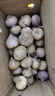志褚独头蒜大蒜头 2024云南大理紫皮独蒜 精品新鲜现挖湿蒜 2斤装【大果3.0-3.5cm】 实拍图