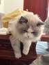 阿莫尔猫咪裙子夏季薄款猫咪衣服可爱粉色南瓜裙布偶蓝猫宠物狗狗公主裙 黄色 M 建议5-8斤  背长25cm 实拍图