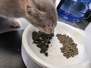 领先主食猫罐头猫咪零食湿粮无谷全价猫粮随心装85g*24罐（5种口味） 实拍图