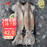 初鲜鲜冻大鱿鱼净重1.2-1.3斤 铁板鱿鱼 火锅烧烤食材 海鲜送礼软足类 实拍图