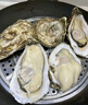 鲜海道【活鲜】鲜海道生蚝  乳山牡蛎 新鲜海蛎子生鲜贝类 特大号4XL净重4斤（10-14只）） 实拍图