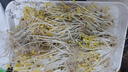 杰凯诺豆芽发芽器发豆芽神器发芽盆专用育苗盘水培种菜盆 绿色带盖 实拍图