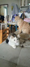 网易严选 宠爱相伴全价猫粮 居家宠物主粮幼猫成猫全价粮猫咪食品 1.8kg 实拍图