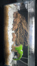 画法几何鱼缸造景海绵宝宝菠萝屋装饰摆件仿真造景沉木鱼缸水族箱造景 南美风枯木造景 晒单实拍图