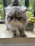 佩玛思特PetMaster通用幼猫成猫粮全价全期鸭肉冻干混合双拼猫粮2kg 实拍图