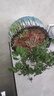 红梅盆景老桩盆栽原生梅花植物盆栽室内绿植耐寒浓香型乌梅不含盆 红梅15年盆景（今年冬天开花） 实拍图