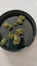 半山农 三七花茶 四年花云南文山田七茶花当季新花花苞大无碎160g老人养生滋补品 礼品送父母长辈实用的礼物 实拍图
