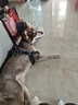 朗仕 狗粮 金毛萨摩耶边牧德牧狗粮中大型通用 成犬全价狗粮20kg40斤 实拍图