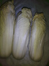 【超市品质】新鲜精品娃娃菜现砍现发小包装新鲜蔬菜生鲜产地直发 新鲜娃娃菜1*(3棵)*1包 实拍图