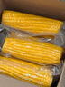 佳农 东北水果玉米棒6袋*220g 真空包装 开袋即食 可烘培 源头直发 实拍图
