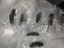 三只海豚 大连即食海参单个装辽刺参冷冻鲜食海鲜水产18-22只500g 实拍图