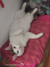 领先成猫尝鲜礼包315g主食级烘焙猫粮猫条餐盒汤包（新老款随机发货） 实拍图