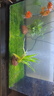 异景园鱼缸水族箱造景水榕沉木活体水草淡水无土植物后景真水草净水增氧 长版莫斯(20*8) 实拍图