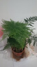 开时果 各类小盆栽绿植素材苗 小叶赤楠造景微景观植物盆景源头直发包邮 文竹（小盆） 实拍图