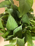 双盟绿萝盆栽除甲醛花卉绿植办公室新房净化空气180菱形3盆源头直发 实拍图