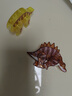 弥鹿（MiDeer）儿童钻面彩窗磁铁拼插玩具恐龙磁力积木磁力片-侏罗纪探险 实拍图