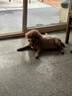 麦富迪狗零食 狗狗磨牙棒小型犬幼犬夹心牛皮鸡肉/鸭肉4包组合装720g 实拍图