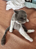 奥克斯（AUX）宠物剃毛器猫咪专用推子长毛猫电推剪静音剃猫毛神器宠物猫脚底推毛器 【长毛猫专用 可防水】标配 实拍图