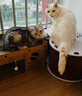 素力高（SolidGold）进口高蛋白金装金素鸡长肉营养成猫幼猫全价猫粮3磅/1.36kg 实拍图