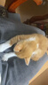 疯狂的主人圆形猫抓板窝耐磨不掉屑猫窝一体猫咪抓盆大号抓不烂猫爪板耐抓 实拍图