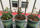 月季花苗四季开花大花浓香型灌木月季苗庭院阳台盆栽地栽玫瑰花苗 扦插小苗15-25cm高发货实拍图 扦插小苗15-25cm高 1棵 实拍图