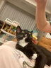 汪野君猫砂盆半封闭顶入猫厕防外溅幼猫成猫猫屎盆猫沙盆带猫砂铲大号 实拍图