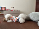 憨憨乐园宠物狗狗猫咪衣服夏季薄款防掉毛夏天中小型犬比熊泰迪柯基L 实拍图