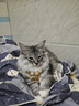 LEGENDSANDY蓝氏全价猫粮成猫幼猫生骨肉冻干粮 猎鸟乳鸽500g 实拍图
