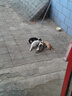 宽福（KUANFU）猫零食罐头鸡丝高汤补水猫罐头成猫幼猫母猫产后85克*15罐 实拍图