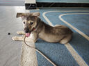 普安特宠物狗狗驱虫药犬驱虫体内外一体跳蚤犬虱非泼罗尼爱滴克 实拍图