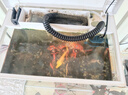 格池（GRECH）格池潜水泵抽水泵CQJ-500G款 2.5W 净水增氧过滤泵三合一过滤水泵 实拍图
